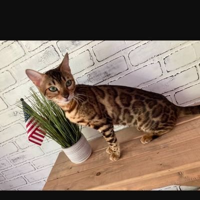 RussellWernet's profile picture. Christian,friendly,aspiring artist
