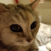 オンヒー (@hjos1214) 's Twitter Profile