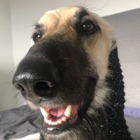 Mehplop (@mehplop) 's Twitter Profile