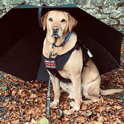 veteran (army) swimmer,archer.camping .Wheelchair user.loving life.and all round animal lover.