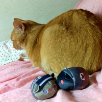 やまねこ(物々交換) (@yama_sknk) Twitter profile photo