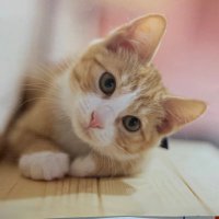 ハモニカ (@harp67072572ist) 's Twitter Profile