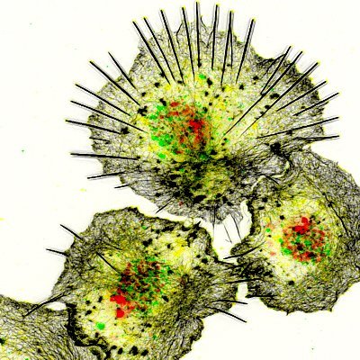 Identifiying new actin regulators and actin functions, signaling pathways and mechanisms of actin regulation in vivo using Drosophila as a model system