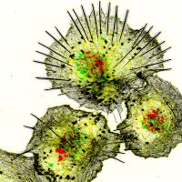 Bogdan Lab (@bogdan_lab) 's Twitter Profile Photo Bogdan Lab (@bogdan_lab) 's Twitter Profile Photo