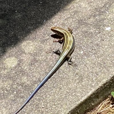 せせりさんのプロフィール画像
