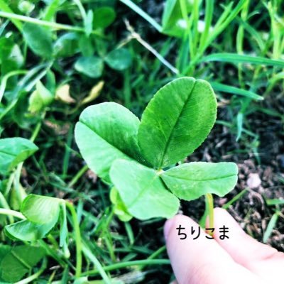 ちりこまさんのプロフィール画像
