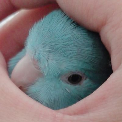 ぴすぼん🐦🐥さんのプロフィール画像