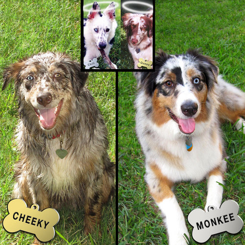 Chili & Queso and Cheeky & Monkey all at Rainbow Bridge now. Currently a proud, deaf dog Pack Leader. Now posting happy things to make more smiles.