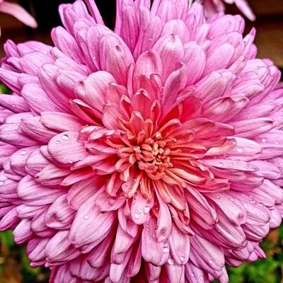 plumeandpaper's profile picture. रूह-ए-ख़्वाबीदा