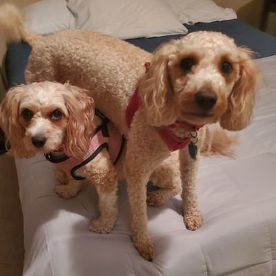 BSHerrle's profile picture. Politics, dogs, and humor. Mostly retired erstwhile attorney. Community theatre actor. I don't block; I refute.