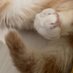 ライオン猫 (@tulionmaru) Twitter profile photo ライオン猫 (@tulionmaru) Twitter profile photo
