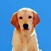 Shiro-the-golden-hero (@shirogoldenhero) Twitter profile photo Shiro-the-golden-hero (@shirogoldenhero) Twitter profile photo