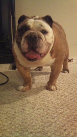 My name is Tyson Camacho.  I am an English Bulldog with a messed up paw.