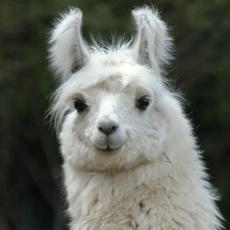 I am the Lord of the Llamas, come to aid Western Society in its time of need. I stand for Truth, Justice, and the Llama way. Pronouns: Milord/My Liege/Sire.