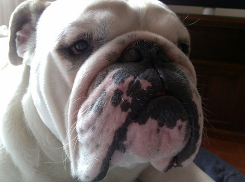 bulldog_inglese's profile picture. 