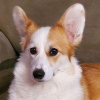 🌷Luna the Corgi🌷(@luna_corgi) 's Twitter Profile Photo