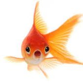 fishy (@the_f1shy1) 's Twitter Profile