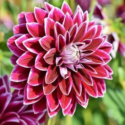 SaqibF7's profile picture. Male