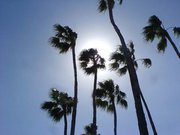 mccauleydarryl's profile picture. 