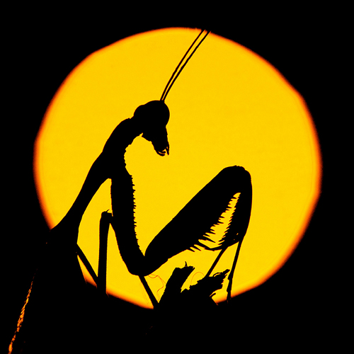 AimishBoy's profile picture. 