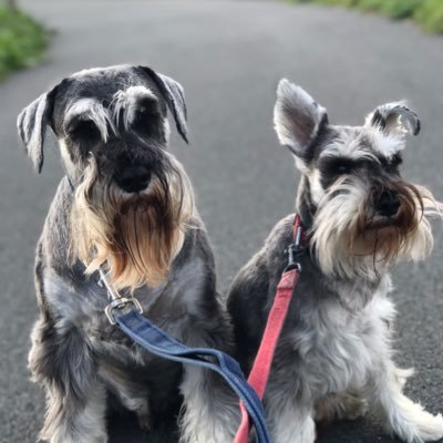 Hi, we're miniature schnauzers Alfie (8) and Buster (5) Buster isn’t very miniature!