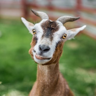 goat_literal Profile Picture