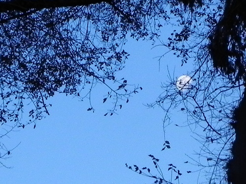 FALLACIM's profile picture. 