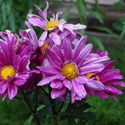 yuusabaccount's profile picture. 