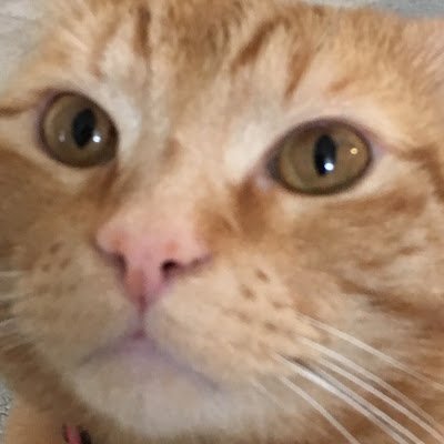 cat_soulz's profile picture. 🔮I do game development , source engine stuff, and make strange critters. Making games and @DucksDecor banner is from hiisi sengen