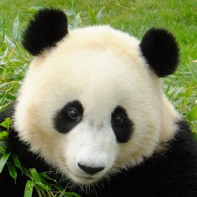 SakiSugima's profile picture. パンダ🐼さんの日常の可愛い様子をみなさんと共有したい狸🦝です。