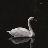 오유 6.13 👉 🦢 오리(@the_light_duck) 's Twitter Profile Photo