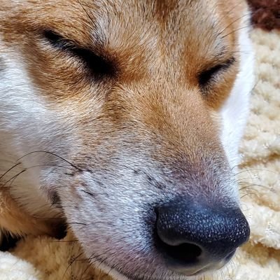 ♀柴犬こむぎの日常(主に寝顔)をのんびりゆったりアップしています。
温かく見守って頂けたら嬉しいです(*´∇｀*)
2020/06/28生まれ、2020/10お迎え♪
#柴犬
#柴犬のいる暮らし
#しばいぬ
#柴犬の寝顔
#寝顔