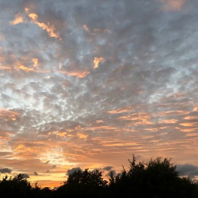 native_migrant's profile picture. 