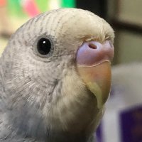 鳥大好き (@osimuga) 's Twitter Profile
