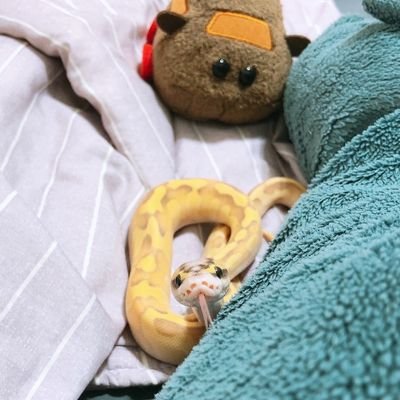 restful_tail's profile picture. 尾閒亭 爬蟲／兩棲類／貓