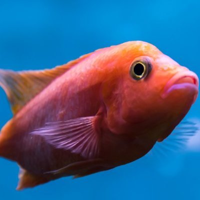 mortx_n's profile picture. Just a normal secondary student 
0-0
