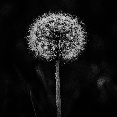 xyrus_rae's profile picture. |They/Them/Theirs| 

I take pictures sometimes.