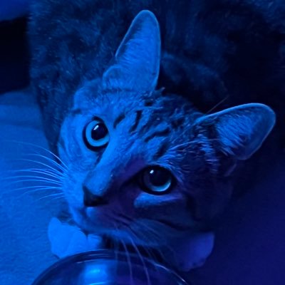 nan1kor3's profile picture. Have a 🐱| @TEDx Speaker and former local @NPR Producer | @Georgetown Alum | EECS PhD@STFU | speak en es ja zh-cn zh-hk | 男的  pronouns:Me/Ow