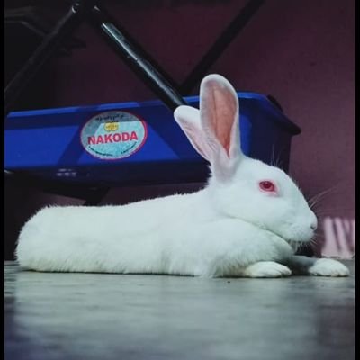 Imhacke14835529's profile picture. 