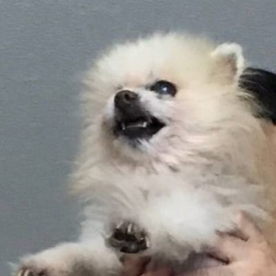 pomeranian999n2's profile picture. YOUムーチョの助手