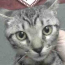 People keep stealing my online name, so I had to add kitty.
No problem, a ghost cat is watching you thieves.
I hate Twitter, but some people I like are on it.