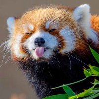 Reoreo (@reoreowind) 's Twitter Profile