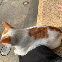 嘿 (@wfatli1) 's Twitter Profile