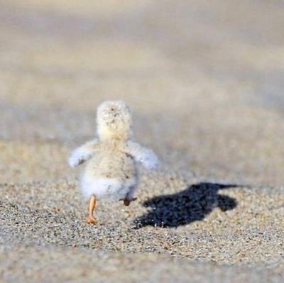 ponkotsu_KJ's profile picture. ぽんこつ