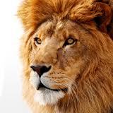 Need help getting comfortable in your brand new operating system? Look no further, Lion Maximus is here to help with the best Mac OS X Lion tips on Twitter!