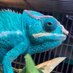 さと (@sato_reptiles_2) Twitter profile photo さと (@sato_reptiles_2) Twitter profile photo