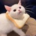 crypto cat (@qiqi996152738) Twitter profile photo crypto cat (@qiqi996152738) Twitter profile photo