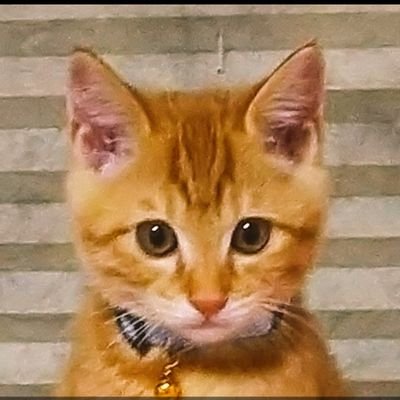 oasis20190706's profile picture. サザンオールスターズ、草彅剛、
音楽、映画、猫、犬が大好きです❤