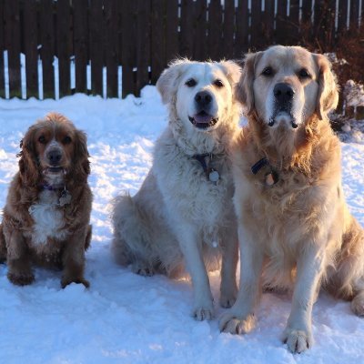 emmaMcDermott9's profile picture. Read a lot, garden a little.Owned by 2 golden retrievers.Nana to a cocker spaniel and a rescue dog.Wife, mother, sister, auntie & Nana to 6. Lover of animals ❤
