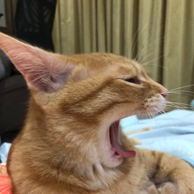 Tama_Hiroshima's profile picture. どうでもいいこと、うしろ向きなこと成分苦手な方は、１８０度まわれ右でお願いします。

安芸の國生まれの安芸の國育ち、魔都TOKYOで２０代を滅私奉公したのち帰郷し、早幾星霜・・・安芸の國よ、ワタシは戻ってきたぞ！！